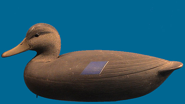 Mark McNair gunning Black Duck