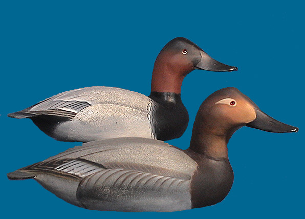 Canvasback pair Ward Brothers