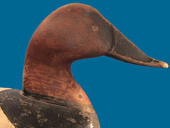 Rare James Baines Canvasback Drake