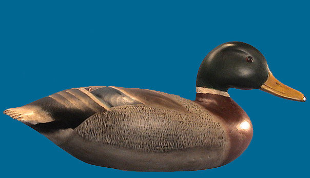 Superb Norman Hudson drake Mallard