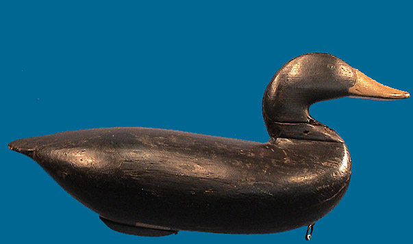 Taylor Boyd Black Duck