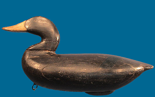 Taylor Boyd Black Duck