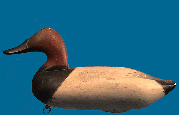 James Currier drake Canvasback