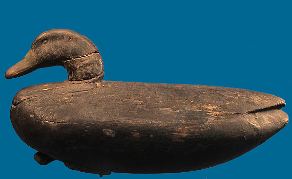 Cobb Island Black Duck
