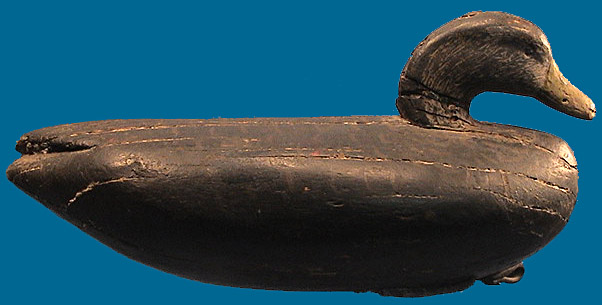 Cobb Island Black Duck