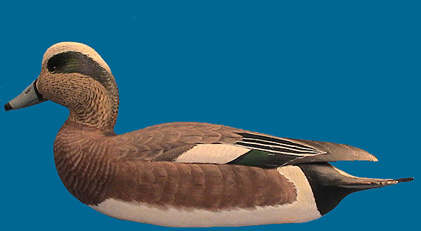 Superb Corb Reed drake Widgeon, Chincoteague Island, VA