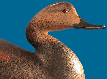 Cameron McIntyre Gadwall, superb!