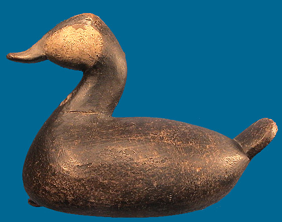 Cameron McIntyre Ruddy Duck