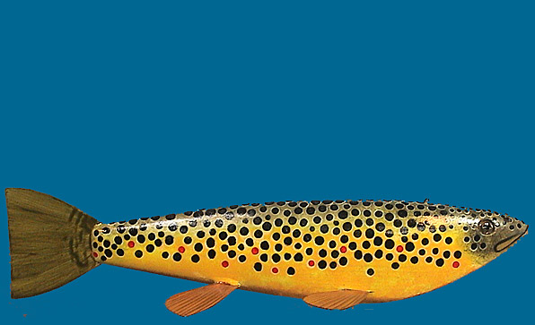 MB BROWN TROUT