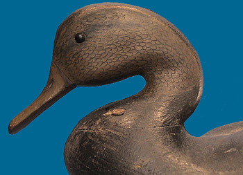 Cameron McIntyre Black Duck