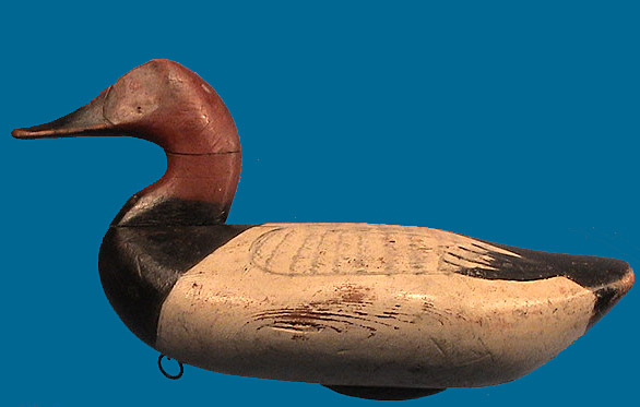 James Holly drake Canvasback