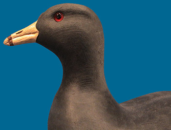 Scarce Cigar Daisey Coot decoy