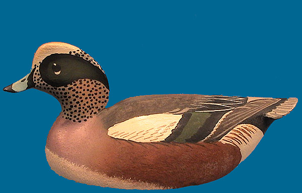 Oliver Lawson drake Widgeon