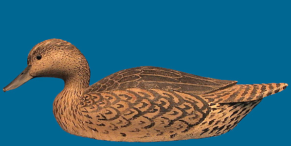 Chesser hen Pintail