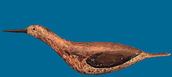 Unknown shorebird