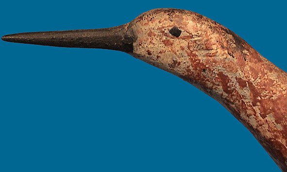 unknown shorebird
