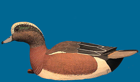 Grayson Chesser drake Widgeon