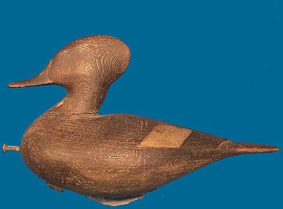 Scarce hen Hooded Merganser