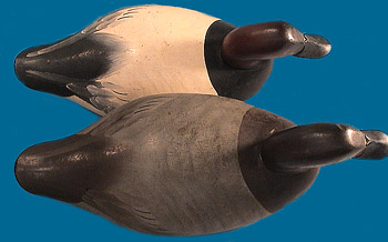 Joiner Roman Nose Canvasback pair