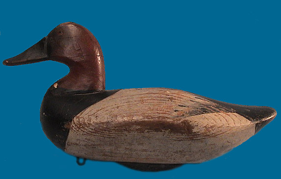 Holly Canvasback