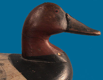 Holly Canvasback