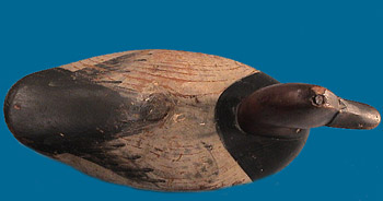 Holly Canvasback