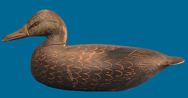 Hudson Black Duck