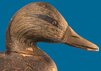 Hudson Black Duck