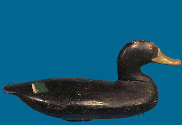 Heverin Black Duck
