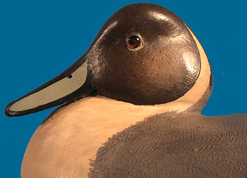 Bob White drake Pintail