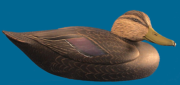 Superb Black Duck by Corb Reed, this is a great decoy!