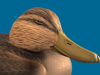 Corb Reed Black Duck, head shot detail