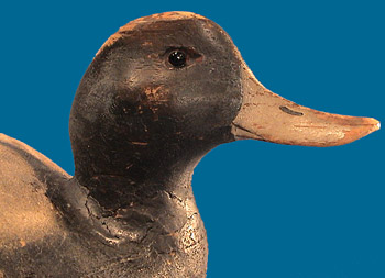 Ward Brothers Bluebill right side head detail