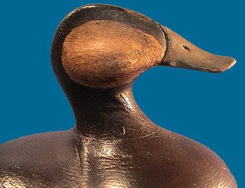 Early McNair Ruddy Duck head closeup