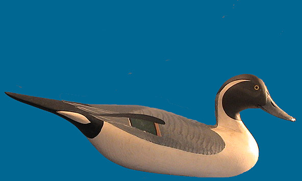 Super nice Madison Mitchell Pintail drake