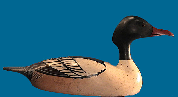 Rare oversized American Merganser drake by Roy Conklin, Alexandria Bay, NY.