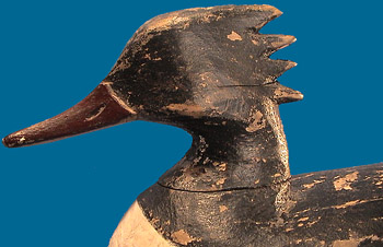 Doug Jester, Chincoteague Island, VA. Red-Breasted Merganser
