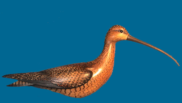 Gibian Curlew 