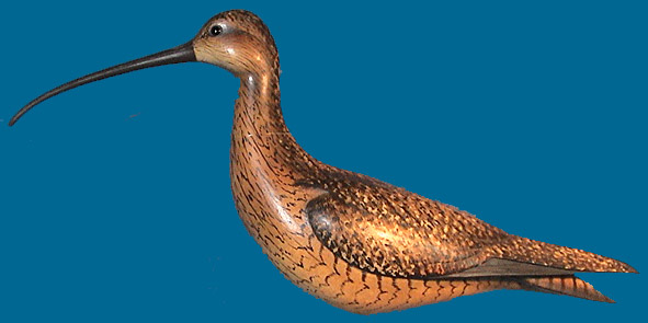 Gibian Curlew