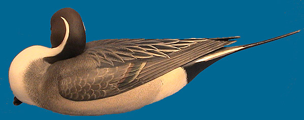 Finney Pintail