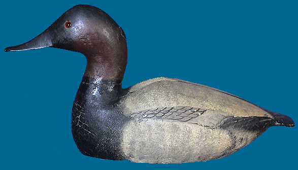 Ward Canvasback