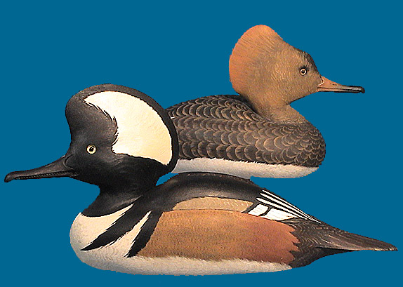 Corb Reed Hooded Mergansers