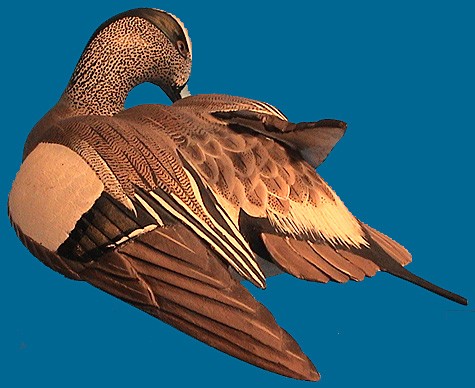 Ward Widgeon 2