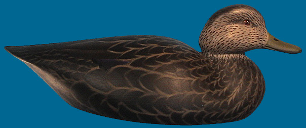 MP BLACK DUCK 2