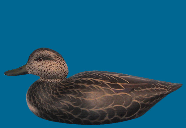 MP BLACK DUCK