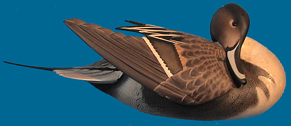 Ward Pintail