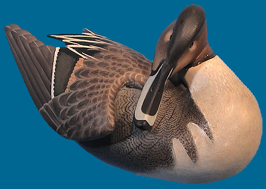 Ward Pintail pic 3