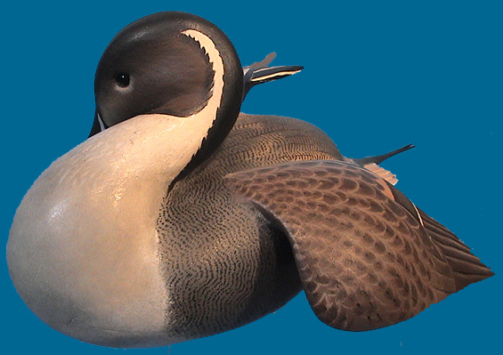 Ward Pintail #2