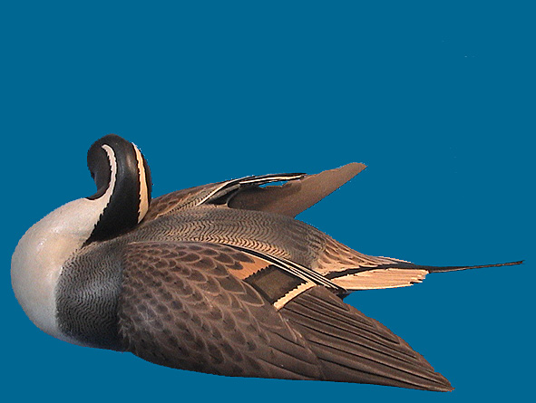 Ward Pintail 1