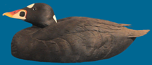 KM Surf Scoter